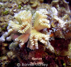 Flower Coral seen at Roatan Honduras July 2004.  Photo ta... by Bonnie Conley 